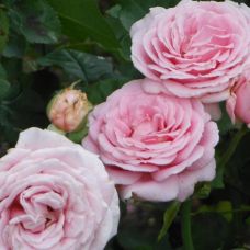 Роза Фредерик Мистрал - Rose Frederic Mistral